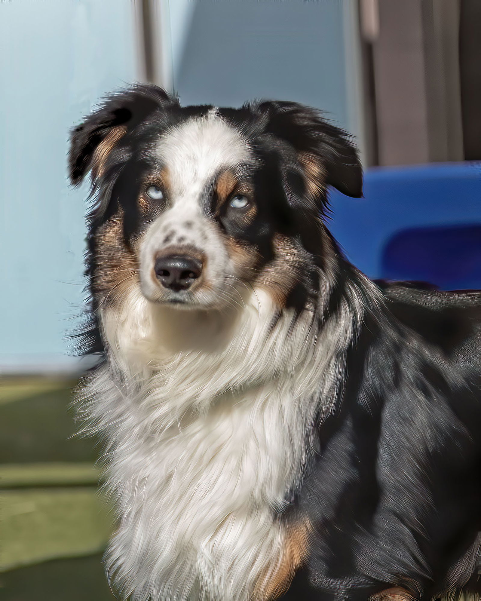 adoptable Dog in Scottsdale, AZ named DAKOTA
