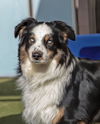 adoptable Dog in scottsdale, AZ named DAKOTA
