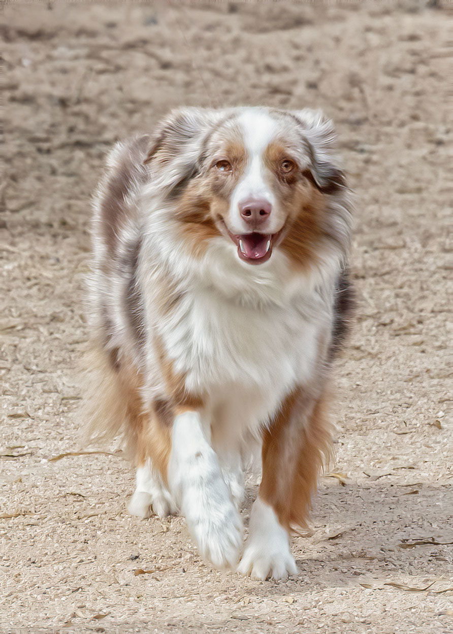 adoptable Dog in Scottsdale, AZ named RUNNER Mini Aussie