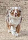 adoptable Dog in  named RUNNER Mini Aussie