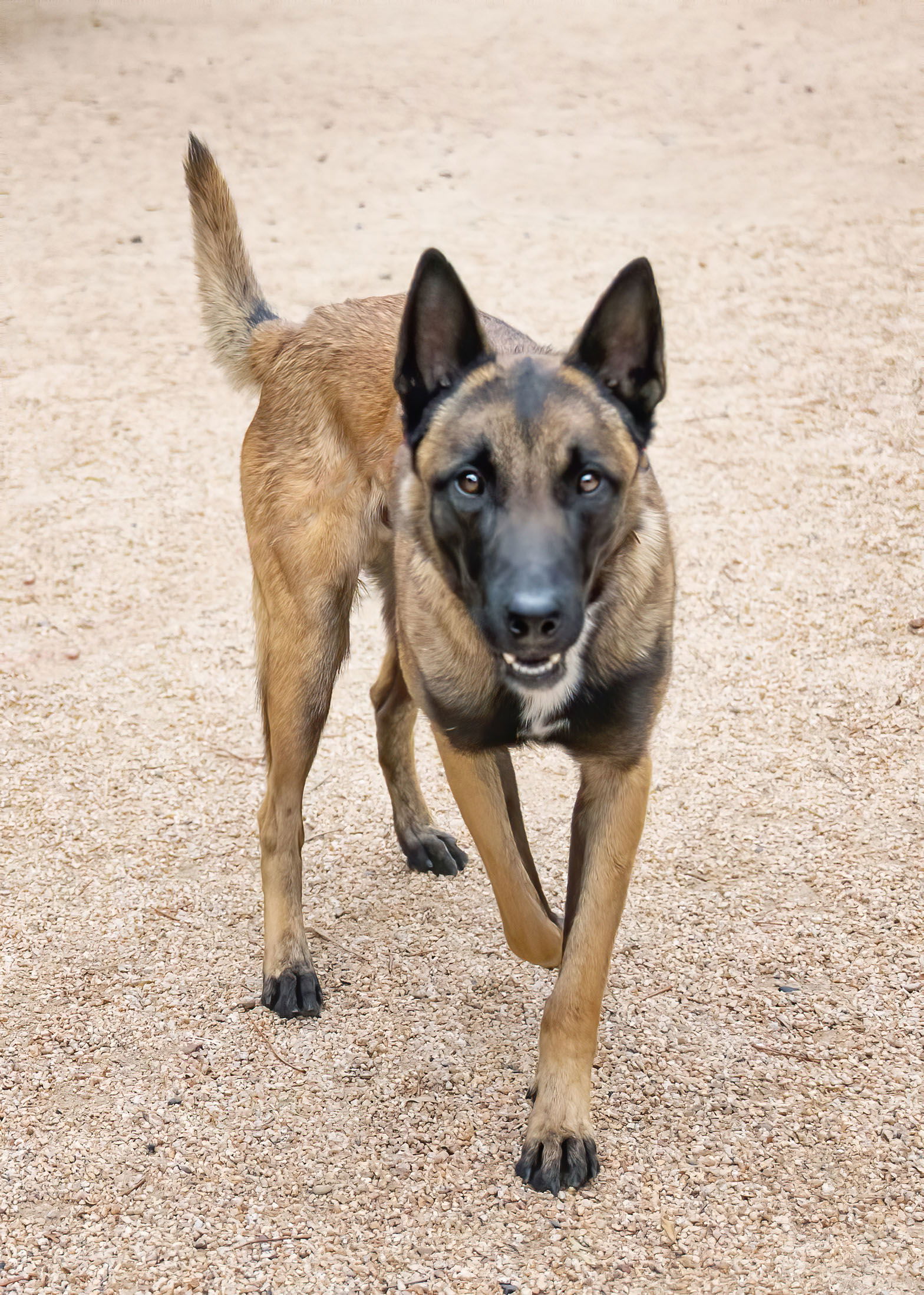adoptable Dog in Scottsdale, AZ named DION