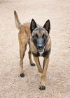 adoptable Dog in scottsdale, AZ named DION