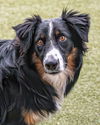 adoptable Dog in  named AUSTIN