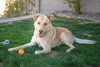 ZIGGY - Photo 2