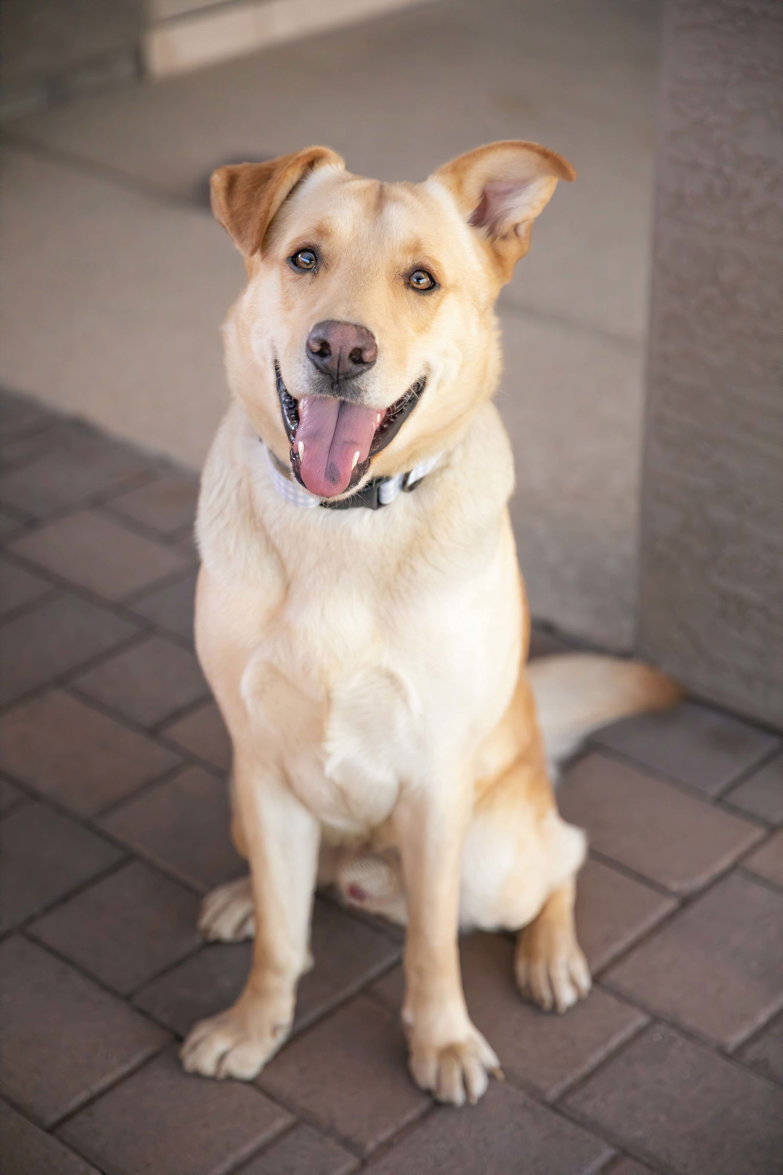 adoptable Dog in Scottsdale, AZ named ZIGGY