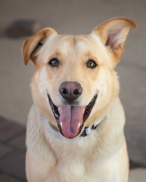 ZIGGY - Labrador Retriever for adoption in Scottsdale