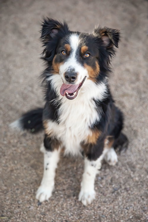 TROY **Pending Adoption photo 5