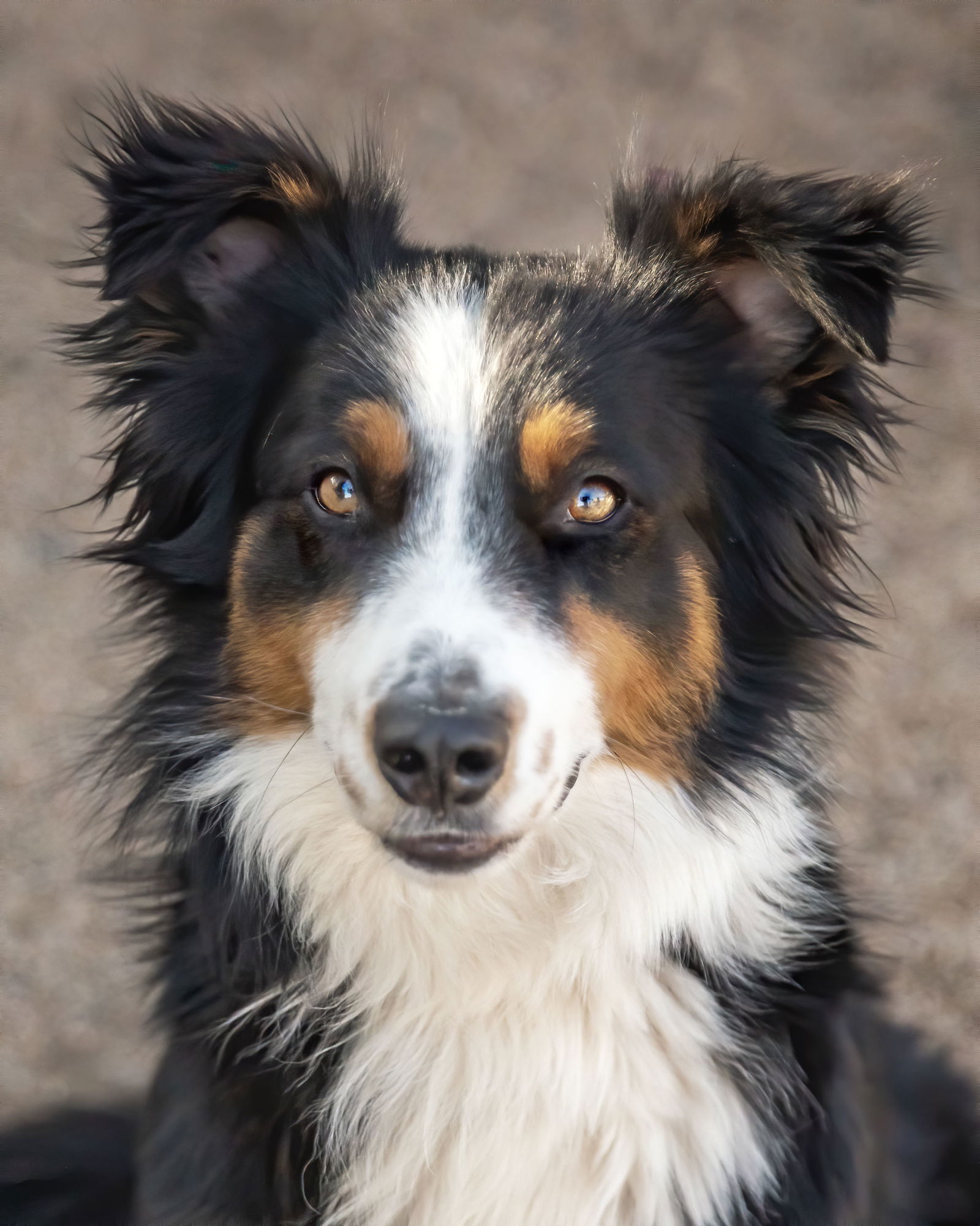 adoptable Dog in Scottsdale, AZ named TROY
