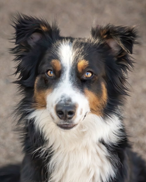 TROY - Australian Shepherd available for adoption