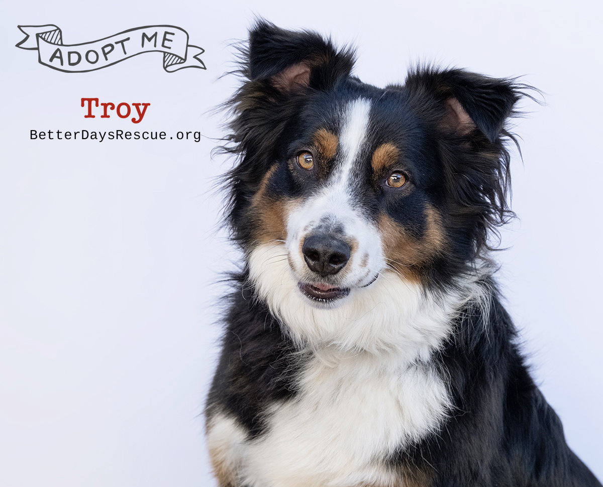 TROY Image
