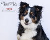 TROY - Photo 1