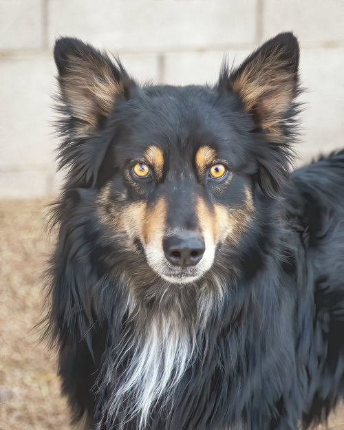 Brucie