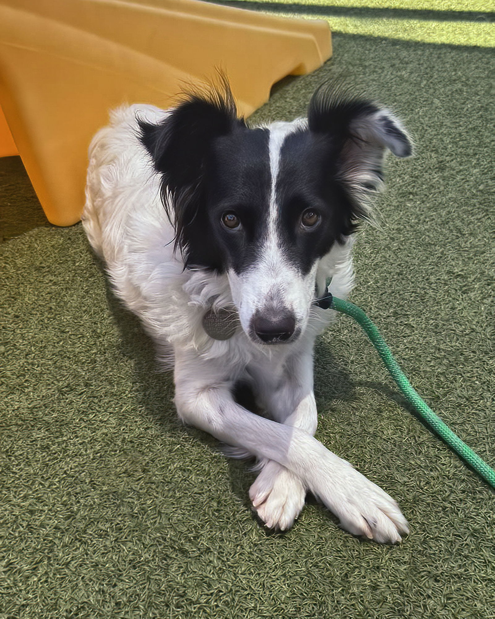adoptable Dog in Scottsdale, AZ named ROSE