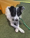 adoptable Dog in , AZ named ROSE