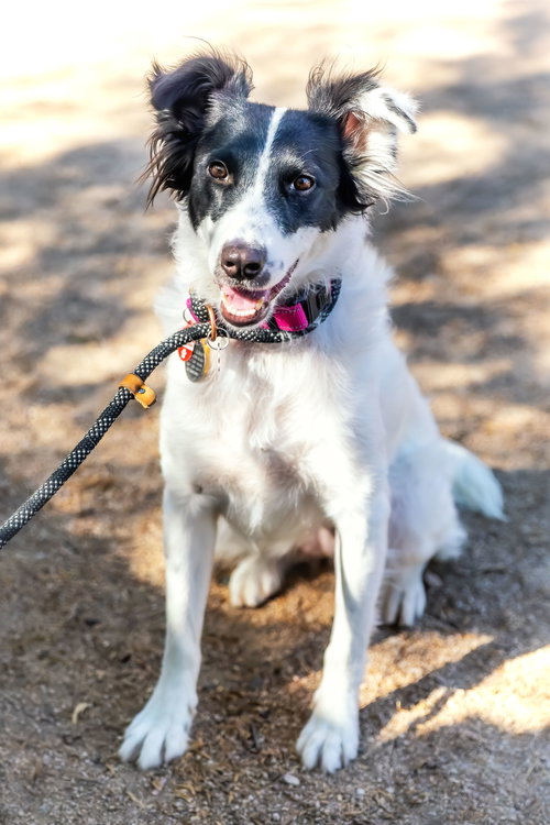 ROSE - Border Collie available for adoption