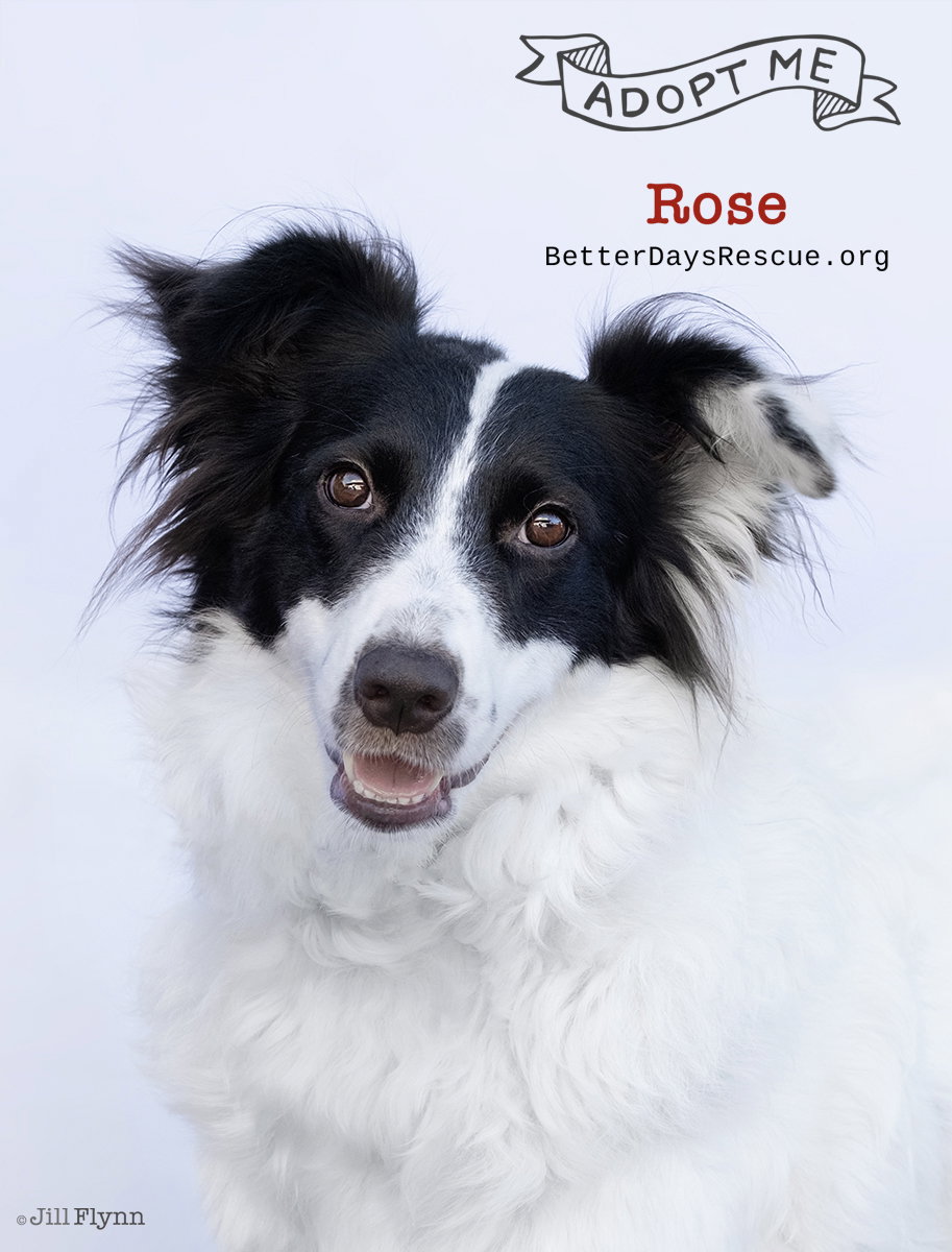 ROSE Image