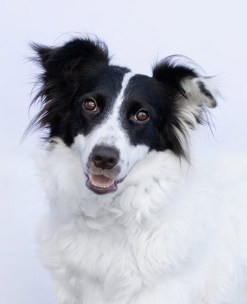 ROSE - Border Collie available for adoption