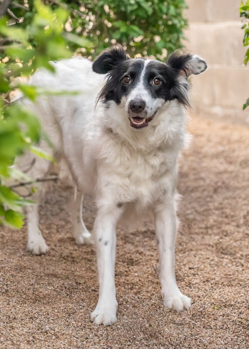 ROSE, an adoptable Border Collie in Scottsdale, AZ