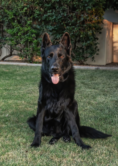 MIKEY - German Shepherd Dog available for adoption
