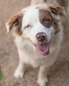 adoptable Dog in scottsdale, AZ named IVY