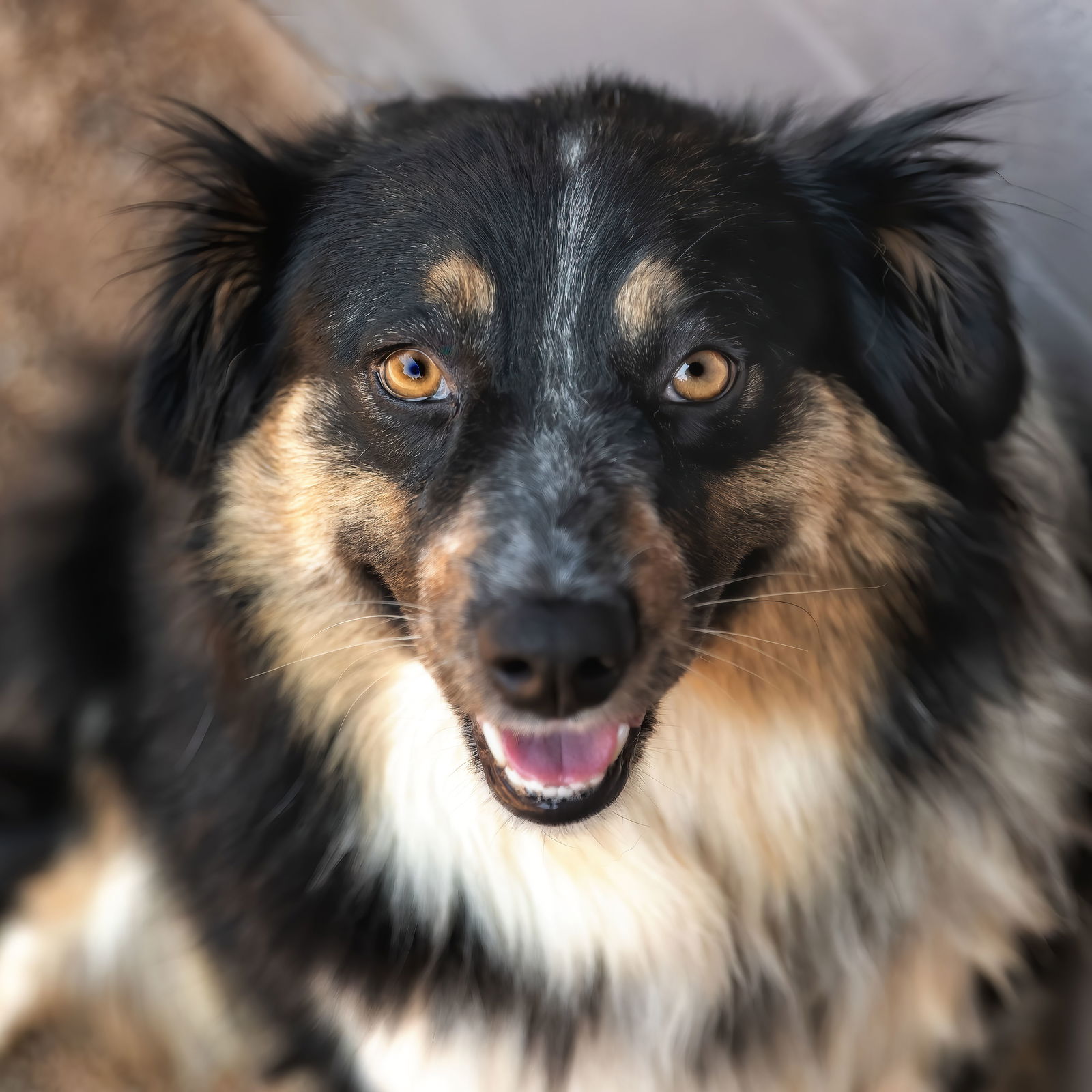 adoptable Dog in Scottsdale, AZ named LIZZIE **Mini Aussie**