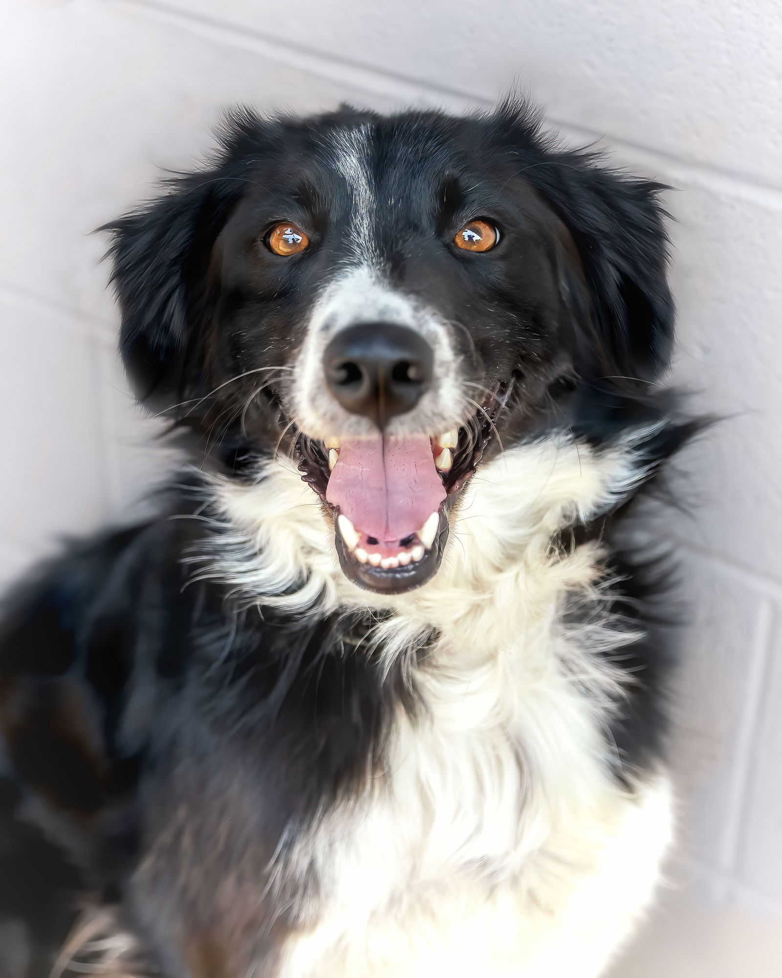 adoptable Dog in Phoenix, AZ named PEARL