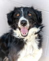 adoptable Dog in  named PEARL