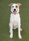 OLLIE - Photo 3