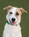 OLLIE - Photo 6