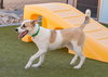 OLLIE - Photo 17