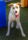 OLLIE - Photo 5