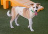 OLLIE - Photo 4