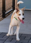 OLLIE - Photo 19