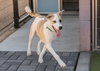 OLLIE - Photo 20