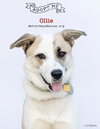 OLLIE - Photo 1