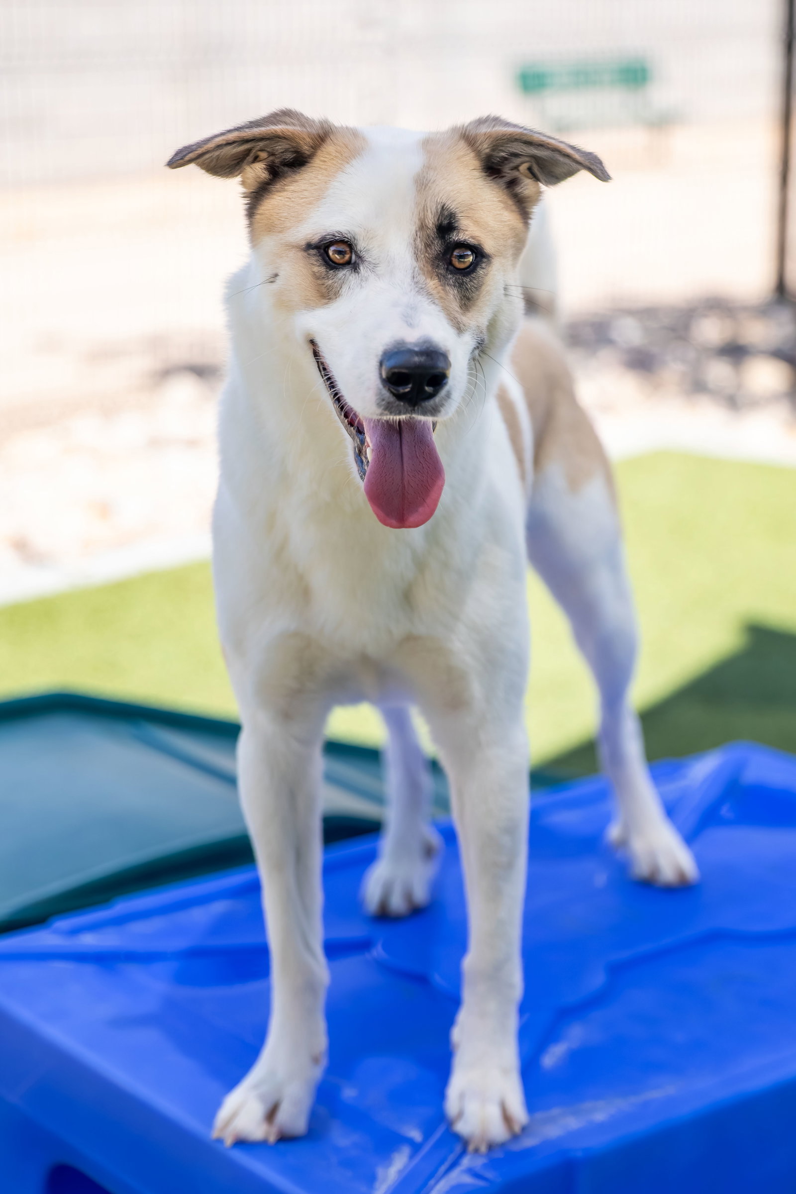 OLLIE, photo 22