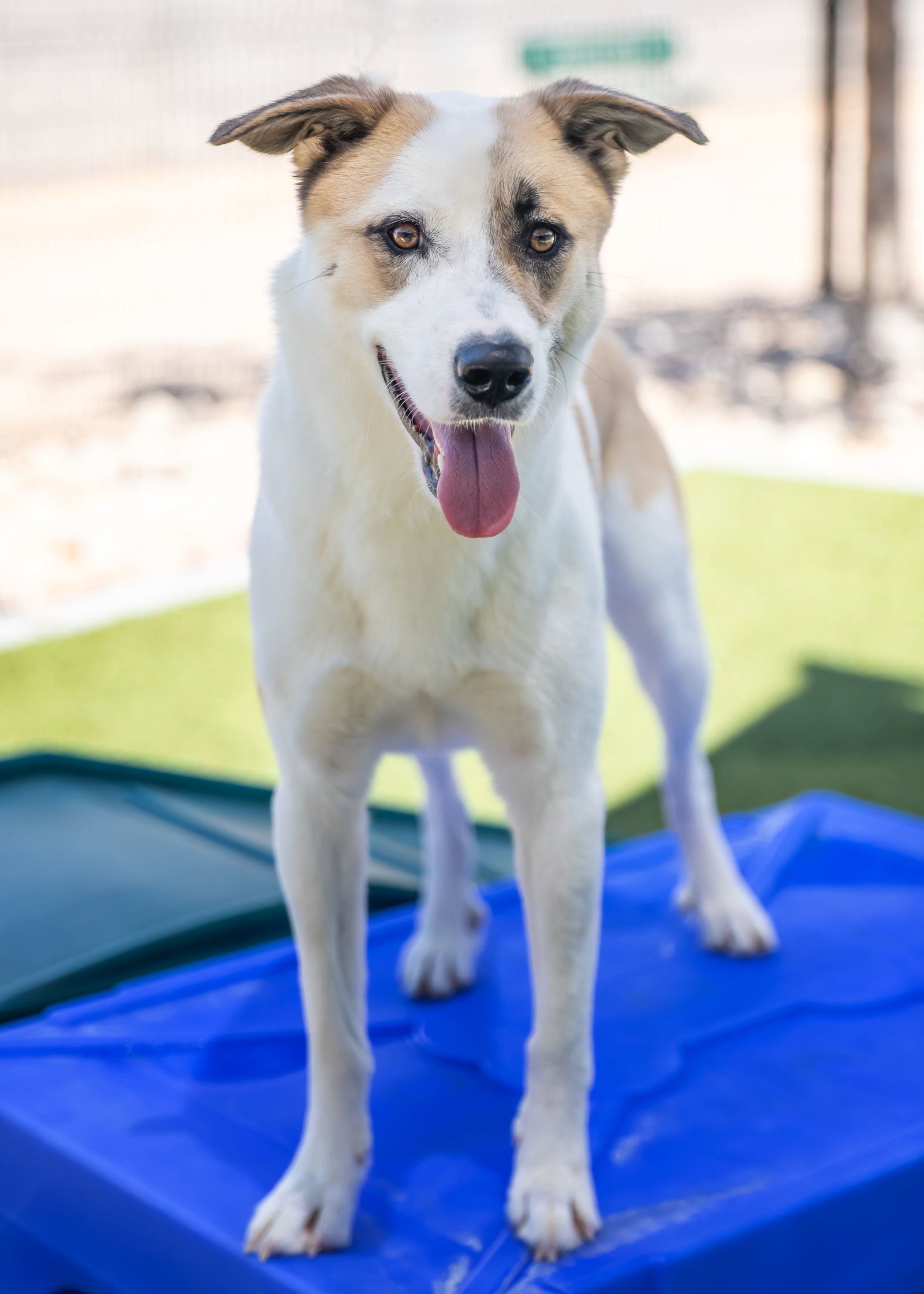 OLLIE, photo 24