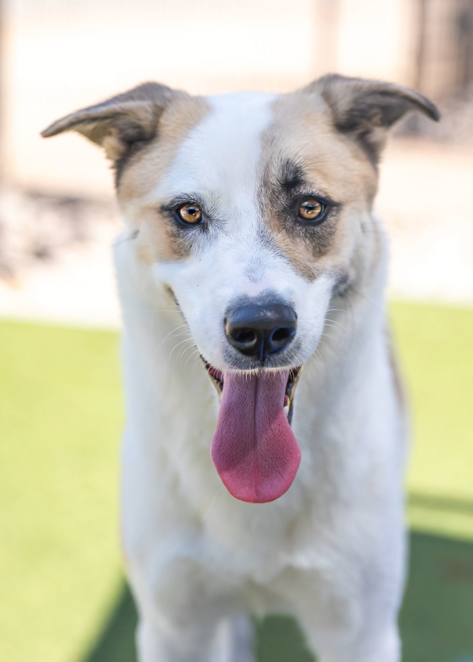 OLLIE, photo 25