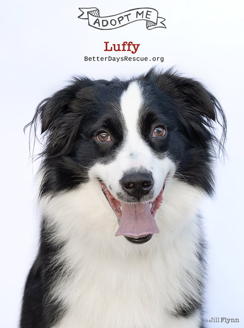 LUFFY - Australian Shepherd available for adoption