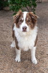 BANDITT - Photo 3