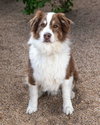 BANDITT - Photo 4