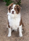 BANDITT - Photo 5