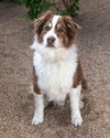 BANDITT - Photo 7