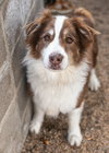 BANDITT - Photo 8