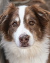 BANDITT - Photo 9