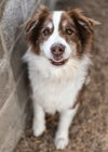 BANDITT - Photo 11