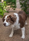BANDITT - Photo 13