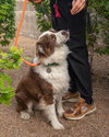 BANDITT - Photo 16