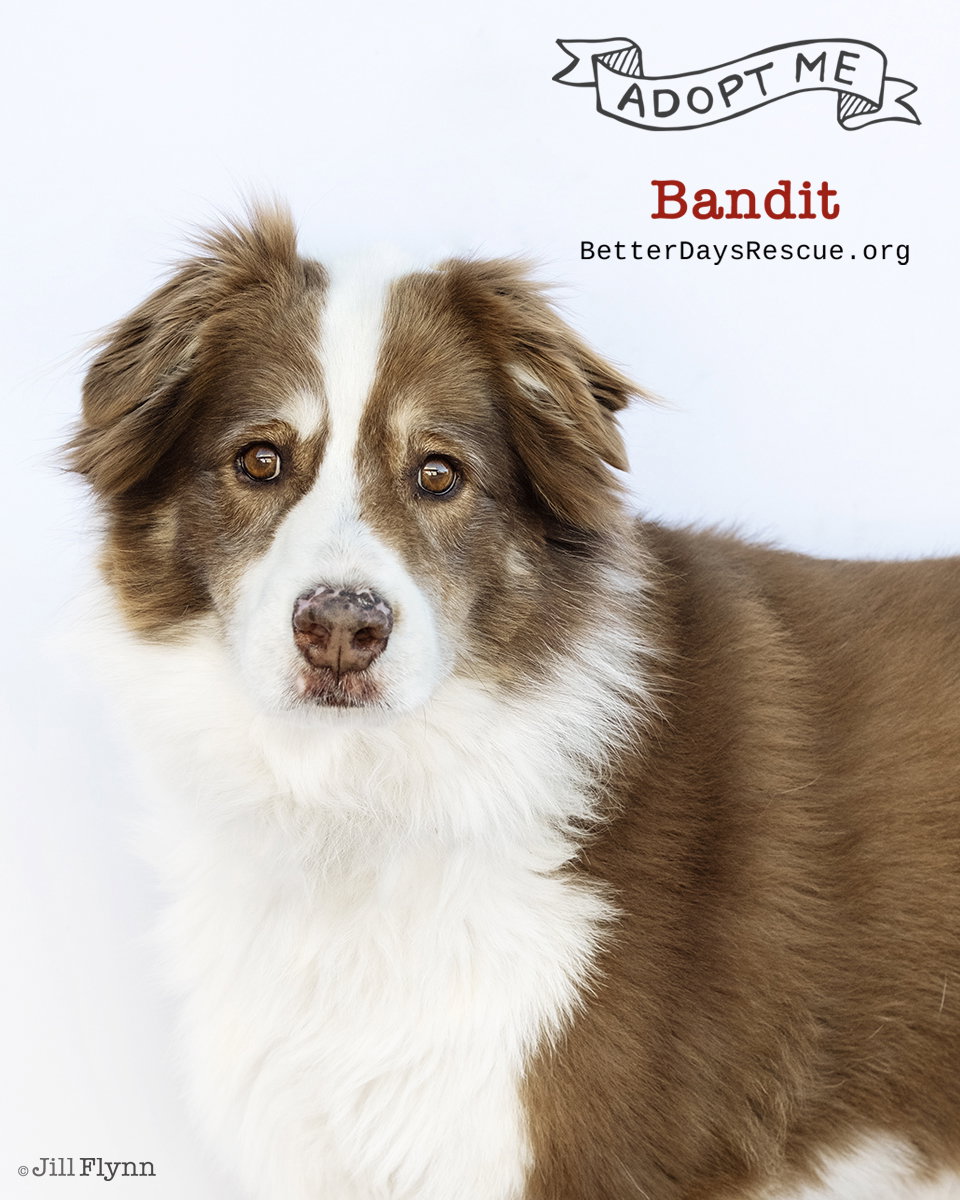 BANDITT Image