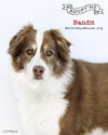 BANDITT - Photo 1